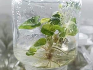 Alocasia lauterbachiana(Aurea)