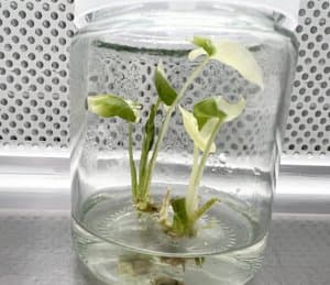 Alocasia macrorrhizos (Albo)
