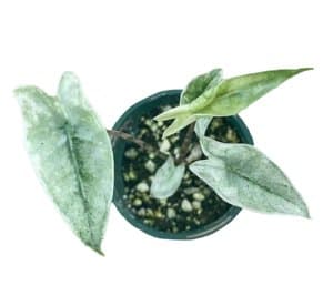 Alocasia zebrina (Mint)
